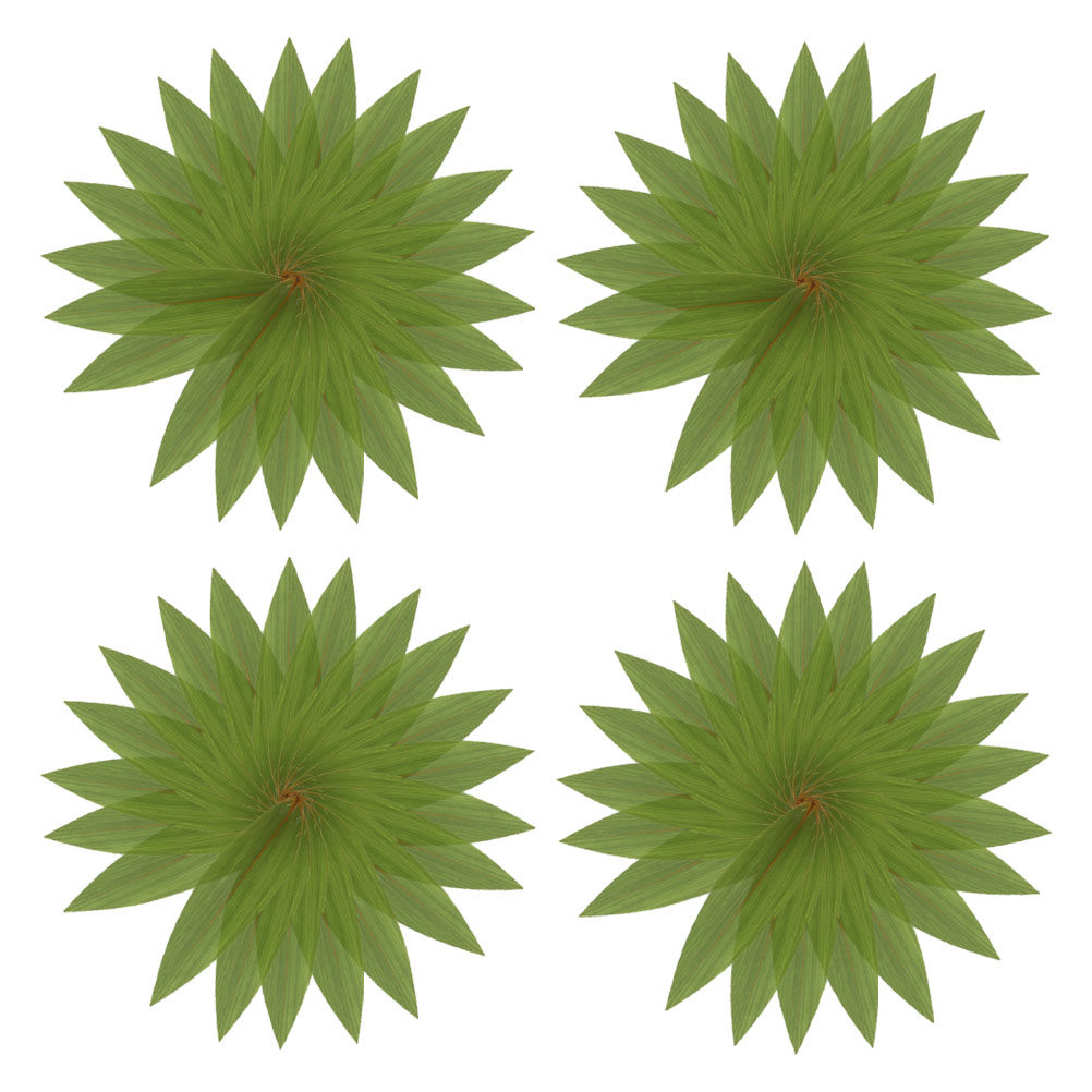 200Pcs Bamboo Leaves for Sushi - огляд і ціна Sushi Mat Bamboo